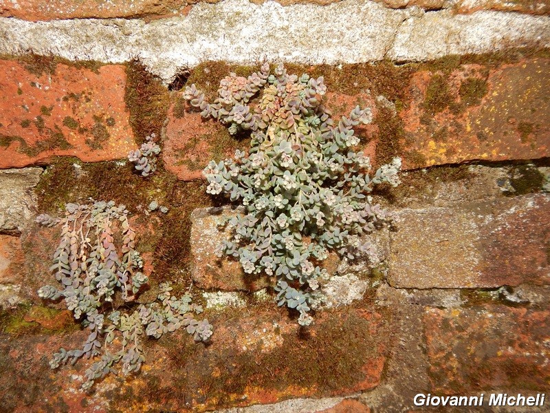 Sedum dasyphyllum